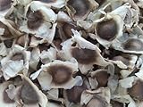 100 Moringa Oleifera Seeds Drumstick Tree Pure Organic 100%
