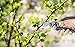 SHINE HAI Professional Hand Pruner Bypass Pruning Shears with Safety Lock, Tree Trimmers Secateurs, Garden Shears, Clippers for the Garden