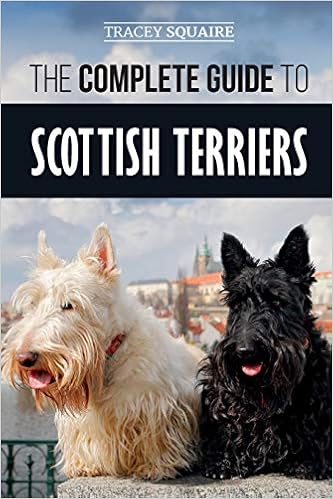 The Complete Guide To Scottish Terriers Finding Training