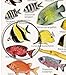 Indian Ocean: Fishwatchers Fish Guide for Maldives, Seychelles, Kenya