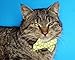 Business Cat Bow Tie - 2 Piece Set with Breakaway Collar (The Chairman Set)