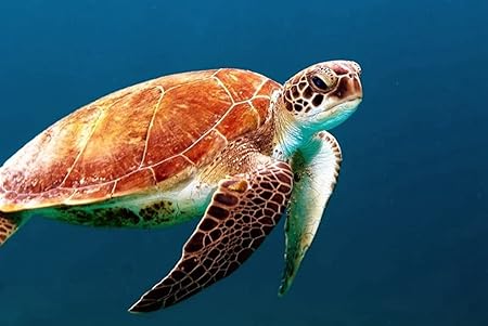 Amazon Co Jp A3 ポスター カメ水中スイミングシェル 壁紙ウォールステッカーポスター A3 4x297mm Generic