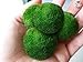 Luffy 4 Giant Marimo Betta Balls (1.5
