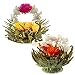 Jasmine Flowering Teas – Fairy Lily and Eternal Love Blooming Tea Flowers – Hand-Tied Flowering Tea Balls - Each Tea Blossom Can Be Used Multiple Times (2-Pack)