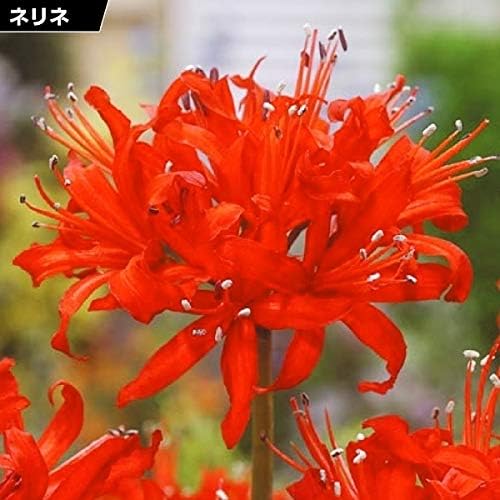 Amazon Co Jp 国華園 夏植え球根 ダイヤモンドリリー 橙花 1球 Diy Tools Garden