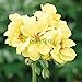 Hot Selling! 10pcs Rare Geranium Seeds Custard Cream Pelargonium Perennial Flower Seeds Hardy Plant Bonsai Potted Plant