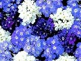Verbena - Quartz Waterfall Mixed - 20 Seeds