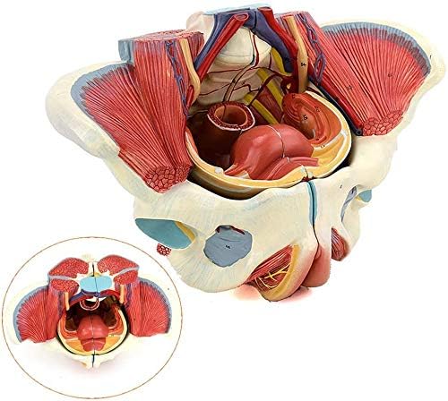 盆地モデル 女性の骨盤底の筋肉のモデル 大きさ 神経血管の生殖器系の解剖学的モデル 四つの部分で 大幅にプライスダウン