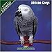 African Greys 2007 Wall Calendar by 