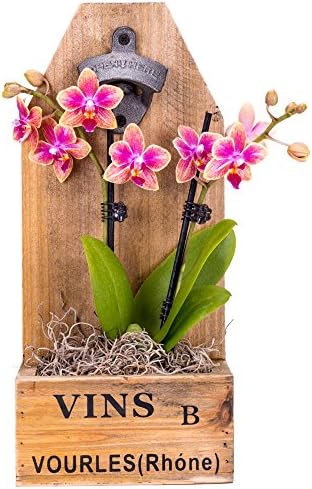 DecoBlooms Live Hanging Orchid Planter