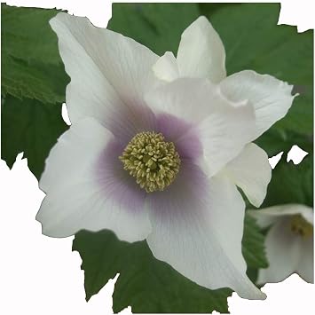 Amazon 山野草苗 シラネアオイ 日の丸 花