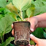 KINGLAKE Biodegradable 6cm Fibre Plant Pots 100Pcs with Labels view 5