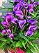 Seeds Shopp Rose Purple Calla Lily Seeds Potted Balcony Calla Lily Radiation Absorption Semenatsvety Garden Perennial Flower Seeds-50 Pcs