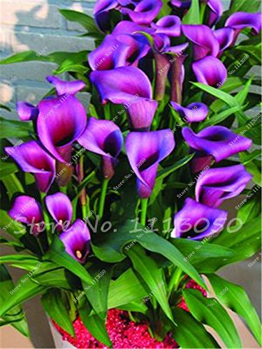 Seeds Shopp Rose Purple Calla Lily Seeds Potted Balcony Calla Lily Radiation Absorption Semenatsvety Garden Perennial Flower Seeds-50 Pcs Seeds Shopp Rose Purple Calla Lily Seeds Potted Balcony Calla Lily Radiation Absorption Semenatsvety Garden Perennial Flower Seeds-50 Pcs