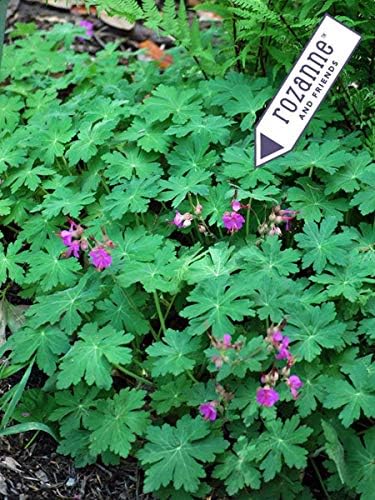 Perennial Farm Marketplace Geranium m. 'Bevan's Variety' (Bigroot) Groundcover, 1 Quart, Magenta Flowers