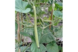 Generic 60 Long Sicilian Zucchini Seeds : Package Contain Only Seeds