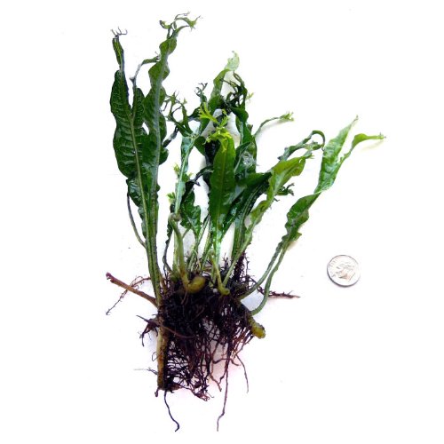SubstrateSource Microsorum pteropus Windelov Lace Java Fern Live Aquatic Aquarium Plant