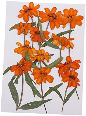 Chiwanji 押し花 乾燥した花 ドライフラワー 乾燥葉 デコ リーフ レジンクラフト ネイルパーツ 全2タイプ ジニアの葉 B081f7pl8m 440円 100 品質保証 Salenew大人気 日本全国 送料無料 セールsale Off 格安saleスタート