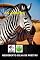 Livro Às Zebras