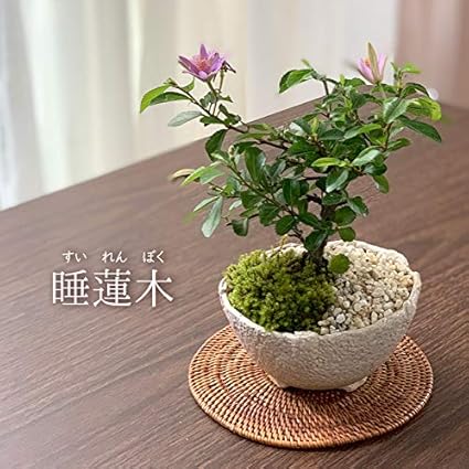 Amazon Co Jp 毎年5月から夏ごろに美しい花が楽しめる 睡蓮木 スイレンボク の盆栽 万古白鉢 Diy 工具 ガーデン