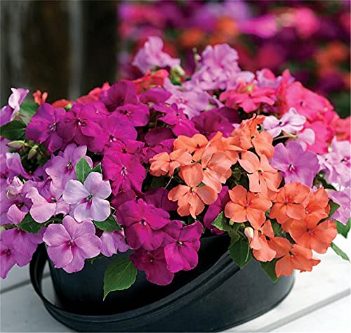 Zcbang Vinca Seeds Catharanthus Roseus 100+ Rare Plant Flower Seed