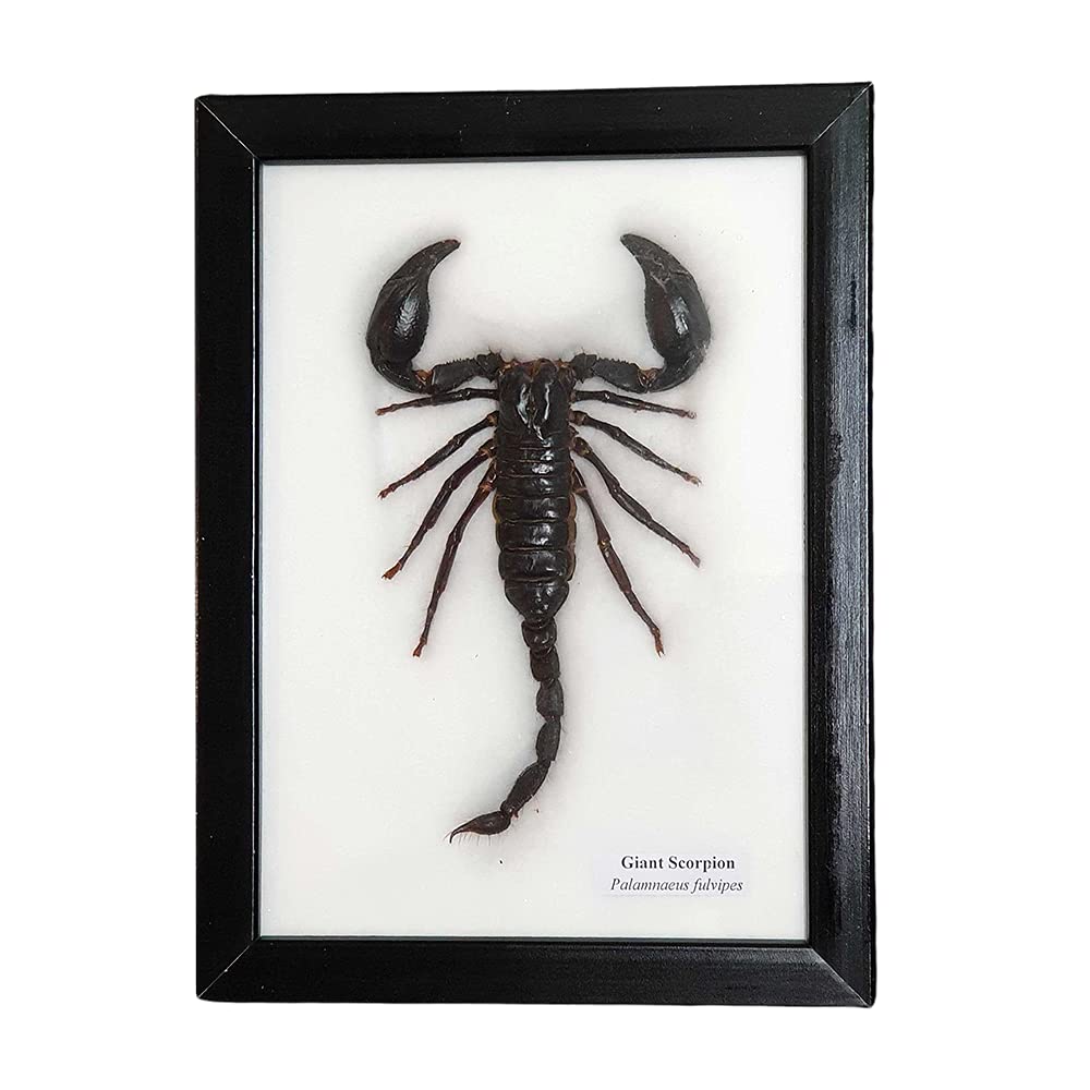 VIE Naturals Taxidermy Framed Scorpion, Large, 15x20cm