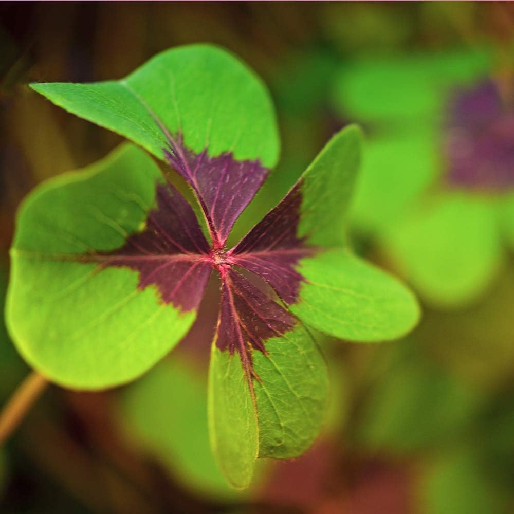 10 Oxalis Iron Cross Ready to Plant Bulbs Oxalis Bulbs