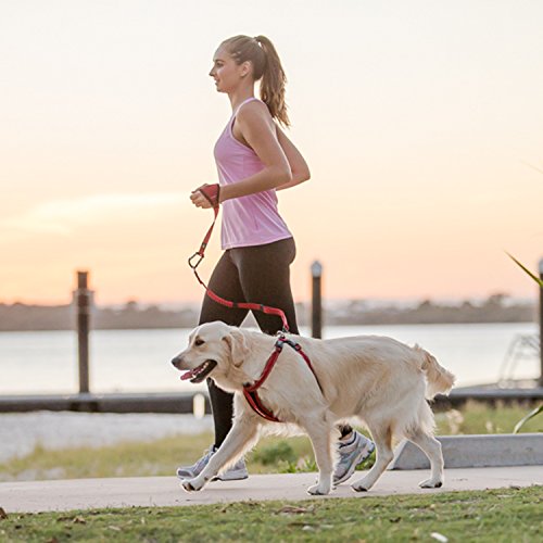 EzyDog Handy 48 Bungee Dog Leash The Best HandsFree Running Leash