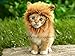 Prymal Lion King Cat Costume. This Pet Costume Turns Your Cat/Dog Into a Ferocious Lion King!
