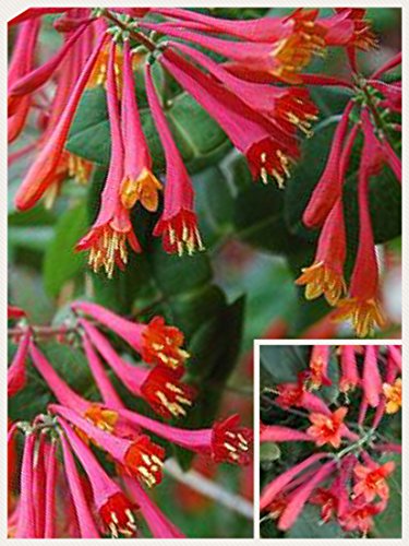Homegrown Packet Honeysuckle Seeds, 80 Seeds, Coral Honey Honeysuckle Vine
