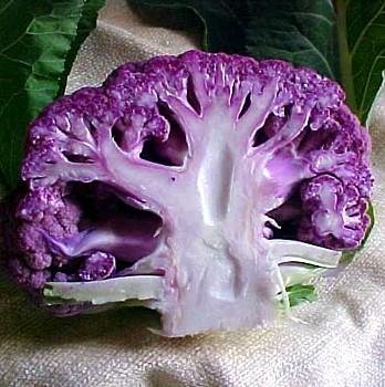 Purple Cauliflower - 4 Plants - 2.5" Pots