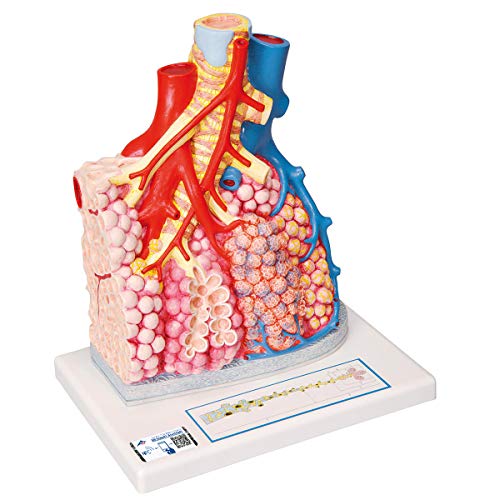 3B Scientific G60 Modelo de anatomĂa humana Lobulillos Pulmonares y Vasos SanguĂneos Adyacentes + App de anatomĂa gratuita - 3B Smart Anatomy