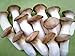 Pleurotus eryngii (Royal Oyster) Mushrooms/Mycelium Spores Spawn Dried Seeds