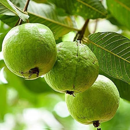 Mphmi Guava Sardar L49, Amrud Plant ( Grown Through ) - Plant