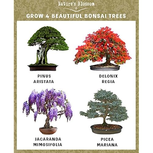 Nature's Blossom Bonsai Garden Seed Starter Kit - Easily Grow 4 Types of Miniature Trees Indoors: A Complete Gardening Set Organic Seeds, Soil, Planting Pots, Plant Labels & Growing Guide. Unique Gift Patio, Lawn & Garden, Gardening & Lawn Care, Plants, Seeds & Bulbs, Shrubs