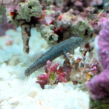 Amazon 海水魚 生餌 エサ用ハゼミックス ｍサイズ １匹 北海道 九州 沖縄航空便要保温 Charm チャーム 観賞魚 水中生物 通販