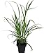 Lemon Grass Herb Plant - Cymbopogon - Also Repels Mosquitoes - Quart Pot