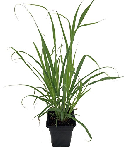 Lemon Grass Herb Plant - Cymbopogon - Also Repels Mosquitoes - Quart Pot Lemon Grass Herb Plant - Cymbopogon - Also Repels Mosquitoes - Quart Pot