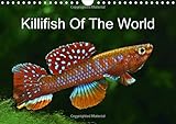 Killifish Of The World 2016: Colourful fish - Killifish from Africa and South America (Calvendo Nature) by 