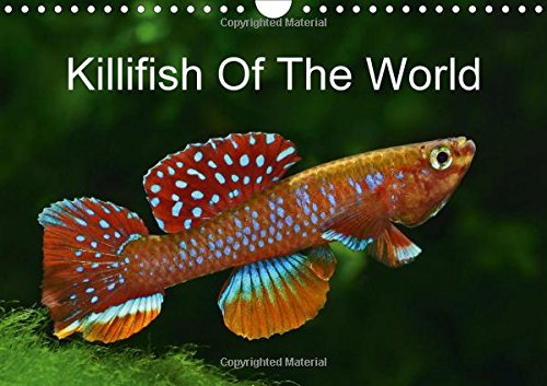 Killifish Of The World 2016: Colourful fish - Killifish from Africa and South America (Calvendo Nature) by (Calendar)