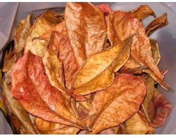 10 Catappa Leaves For Freshwater Aquariums