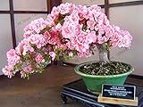 New 2018!Bonsai Tree Japanese Sakura Plant Rare Japanese Cherry Blossoms Flowers Flores in Bonsai DIY Home Garden Mini Bons
