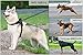 No Pull Dog Harness Reflective Adjustable SHINE HAI Dog Safety Vest Harness With Handle For Pets Dogs Walking Training Outdoor Easy Control