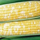 Jays Seeds 0602 Honey N' Pearl Sweet Corn, 75 Seeds