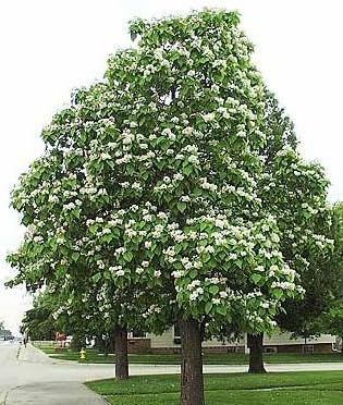 Northern Catalpa Tree Seeds Catalpa Speciosa 50 Seeds Amazon Ca Patio Lawn Garden