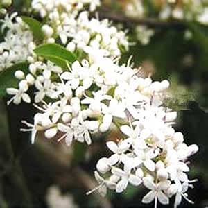 Amazon Com Blooming Jasmine Plant Cestrum Nocturnum 100 Seeds