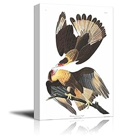 Beautiful Illustration of a Brasilian Caracara Eagle by John James Audubon - Canvas Art Home Art - 12x18 inches