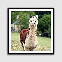 Framed Canvas Wall Art Alpaca Canvas Prints Home Artwork Decoration for Living Room,Bedroom - 16x16 inches