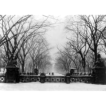 Trees In Central Park New York City Vintage Photograph 6004 16x24 Signed Print Master Art Print Wall Decor Poster