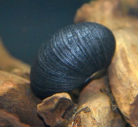 Antrazit - Napfschnecke Neritina Pulligera 10 Stück - Top Algenfresser Inklusive Einer Futterprobe Von Der Bayerischen Aquari